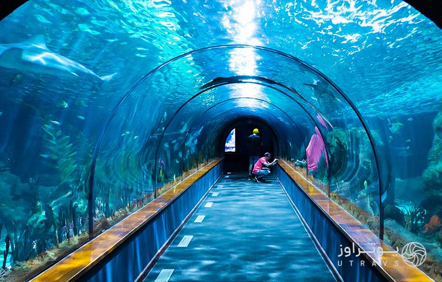 excitement in the London Aquarium Glass Tunnel